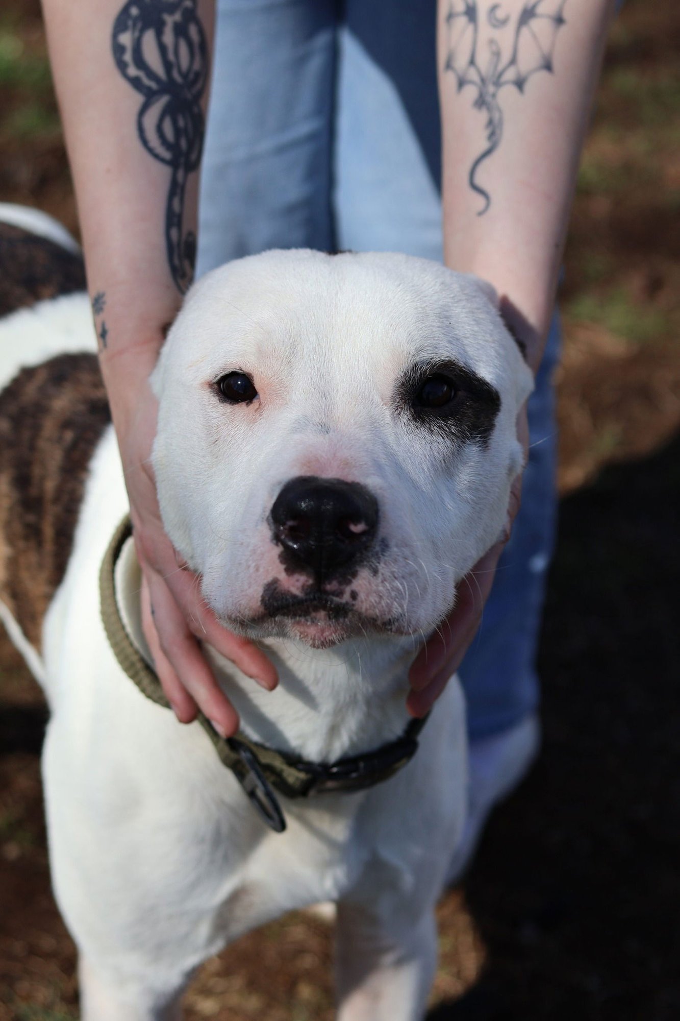 TITAN - Pit Bull Terrier available for adoption