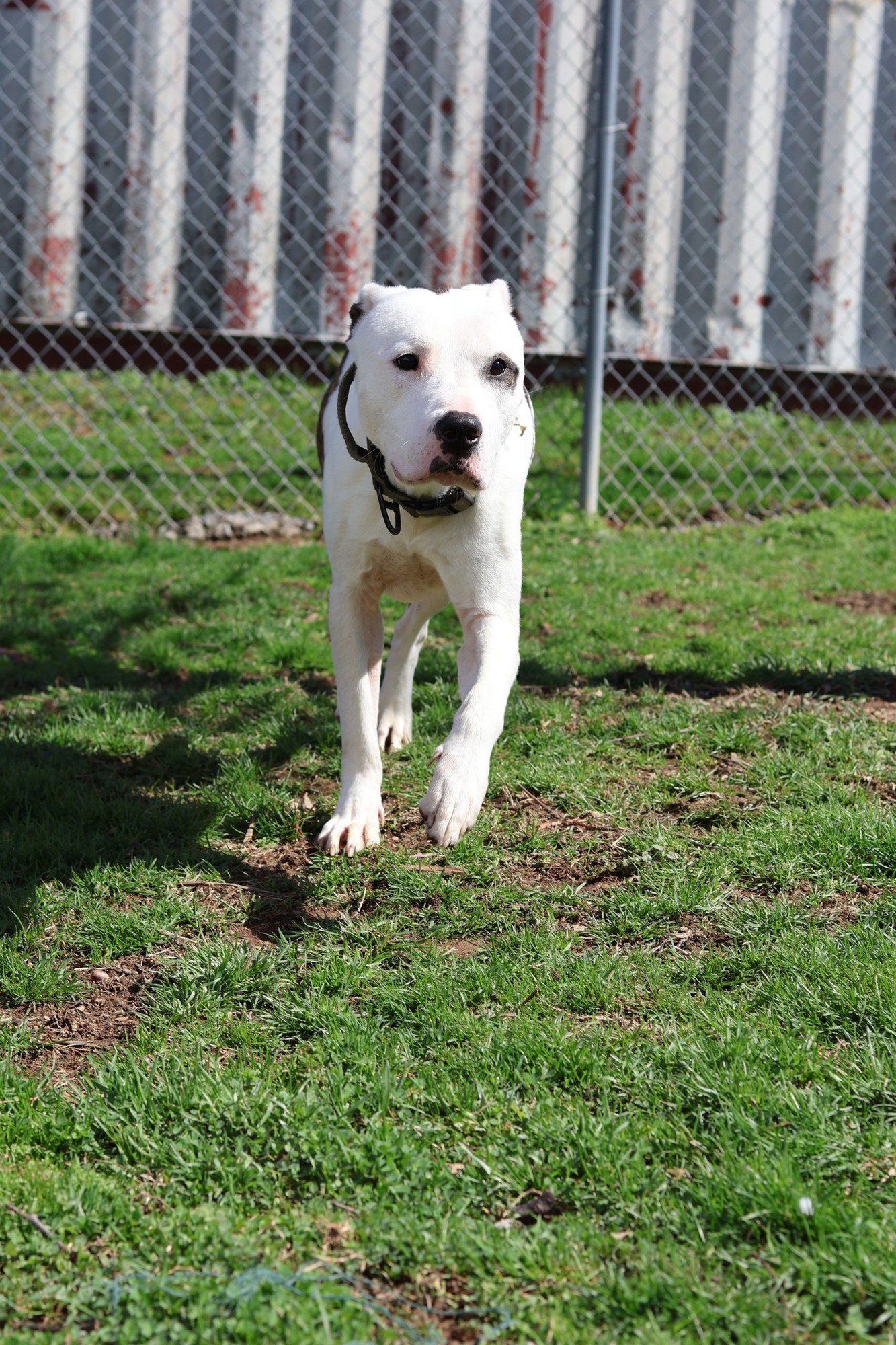TITAN - Pit Bull Terrier available for adoption