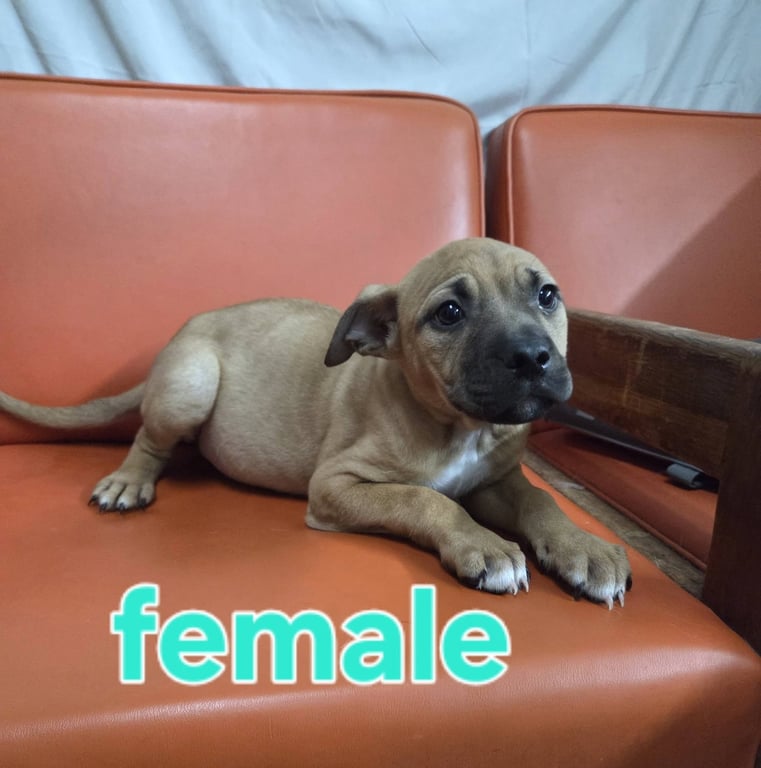 Two Female and one Male Pup Image