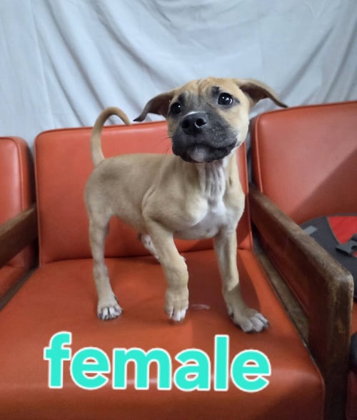 TWO FEMALE AND ONE MALE PUP - Hound available for adoption
