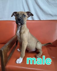 Two Female and one Male Pup - Photo 3