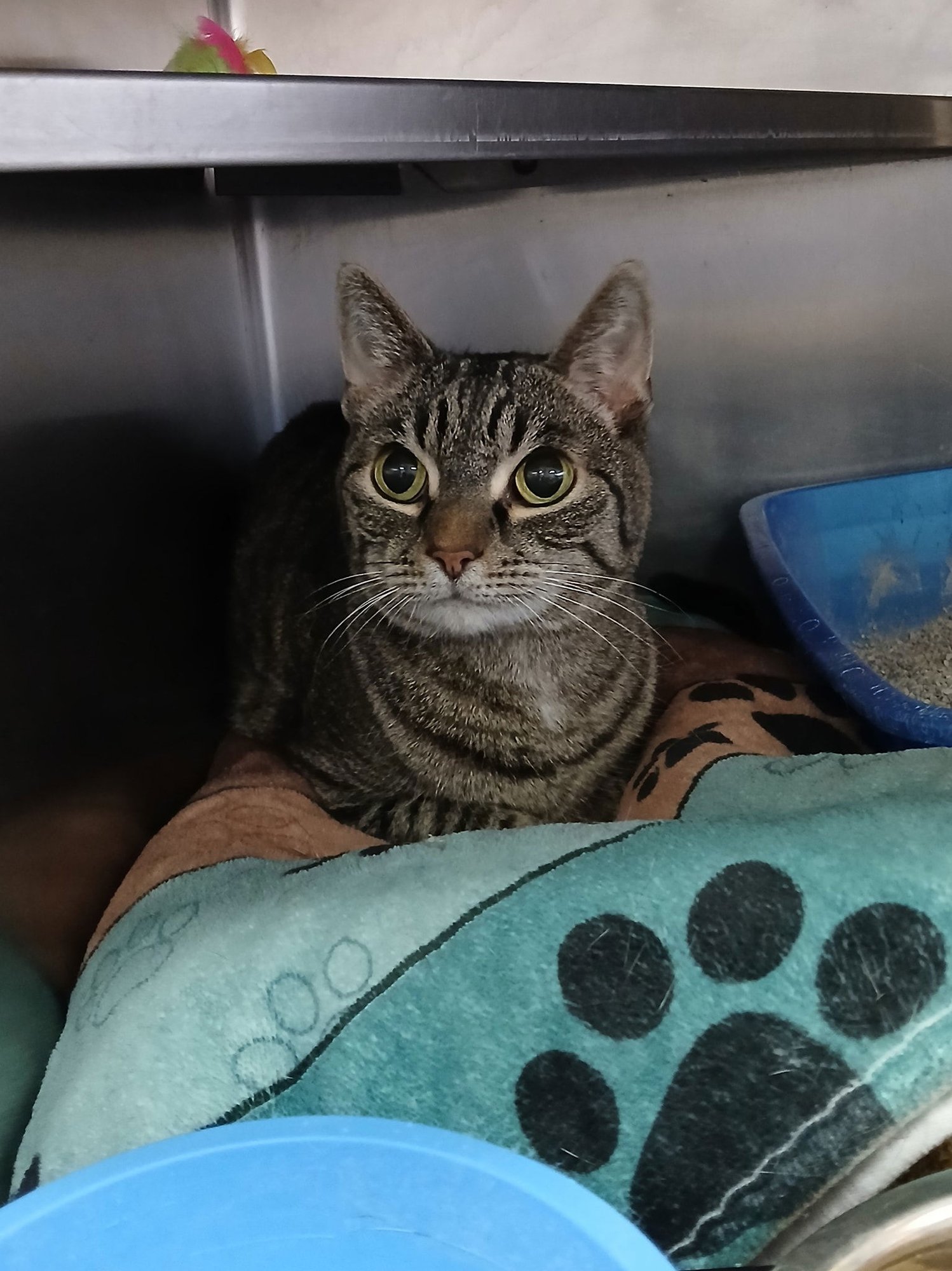 LEO - Tabby available for adoption