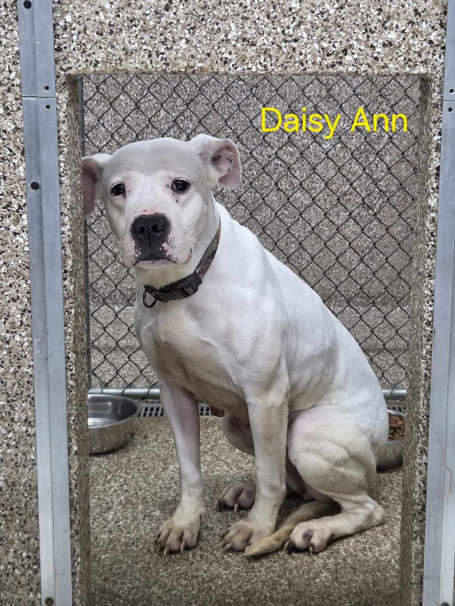 DAISY ANN - Dogo Argentino available for adoption