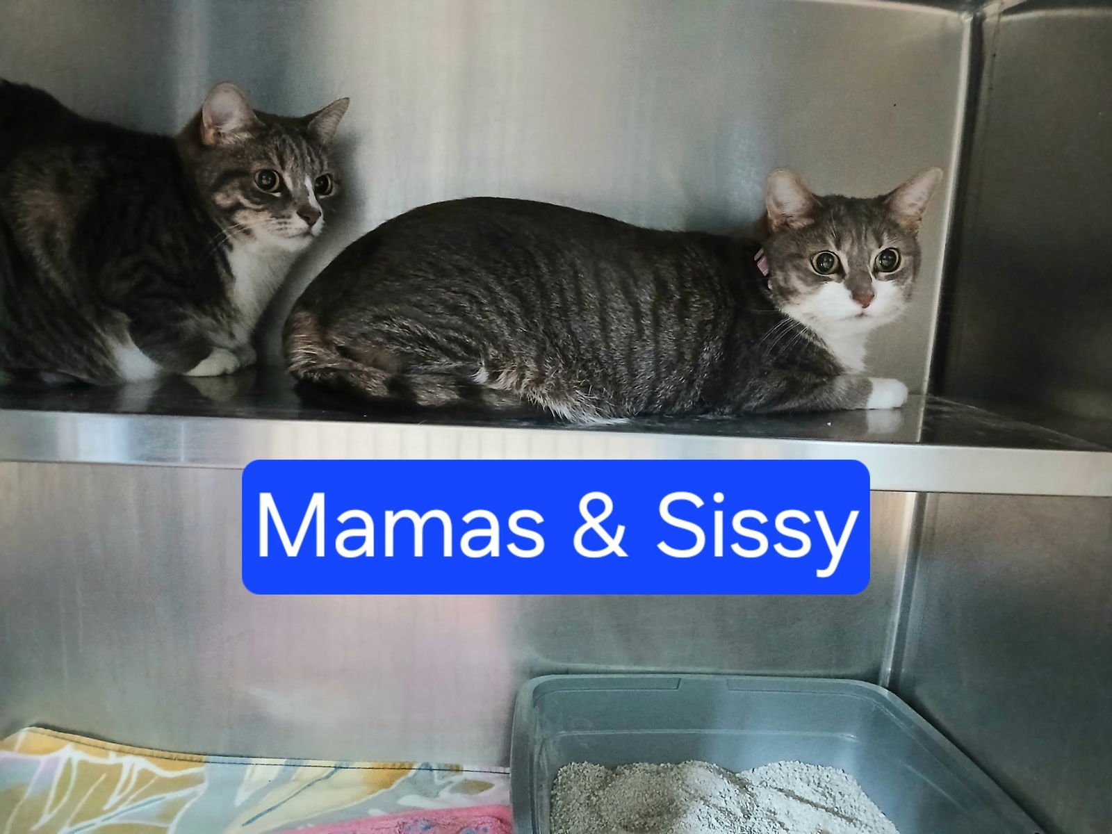 MAMA AND SISSY - Tabby available for adoption