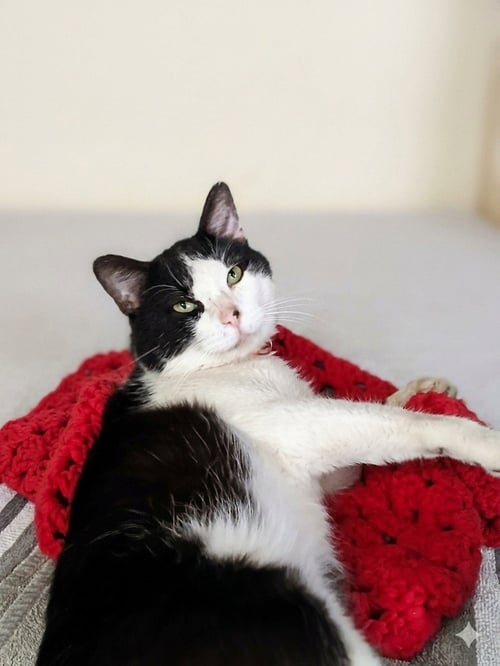 J.J. - Tuxedo available for adoption