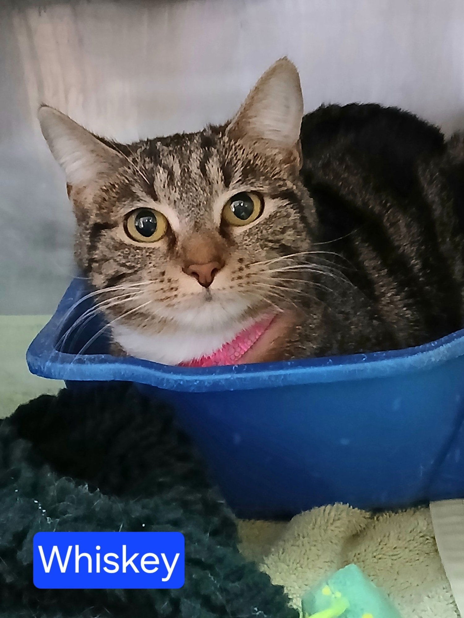 WHISKEY - Tabby available for adoption