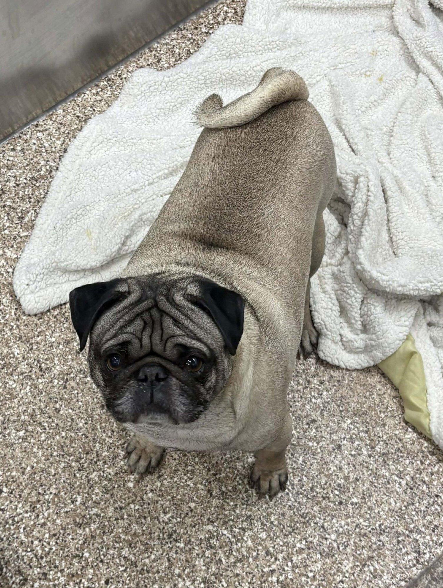 ALBERT - Pug available for adoption