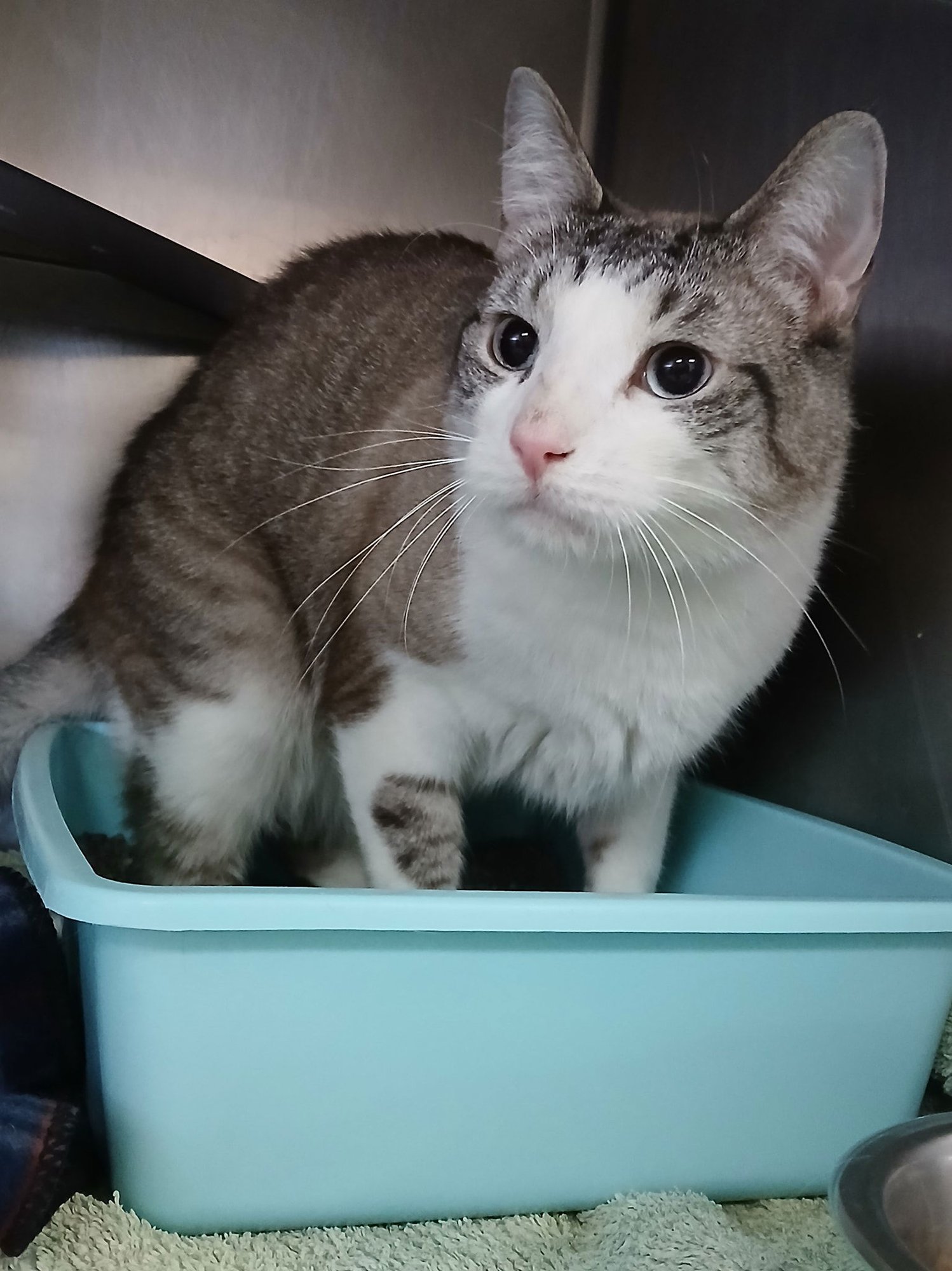 CASPER - Tabby available for adoption