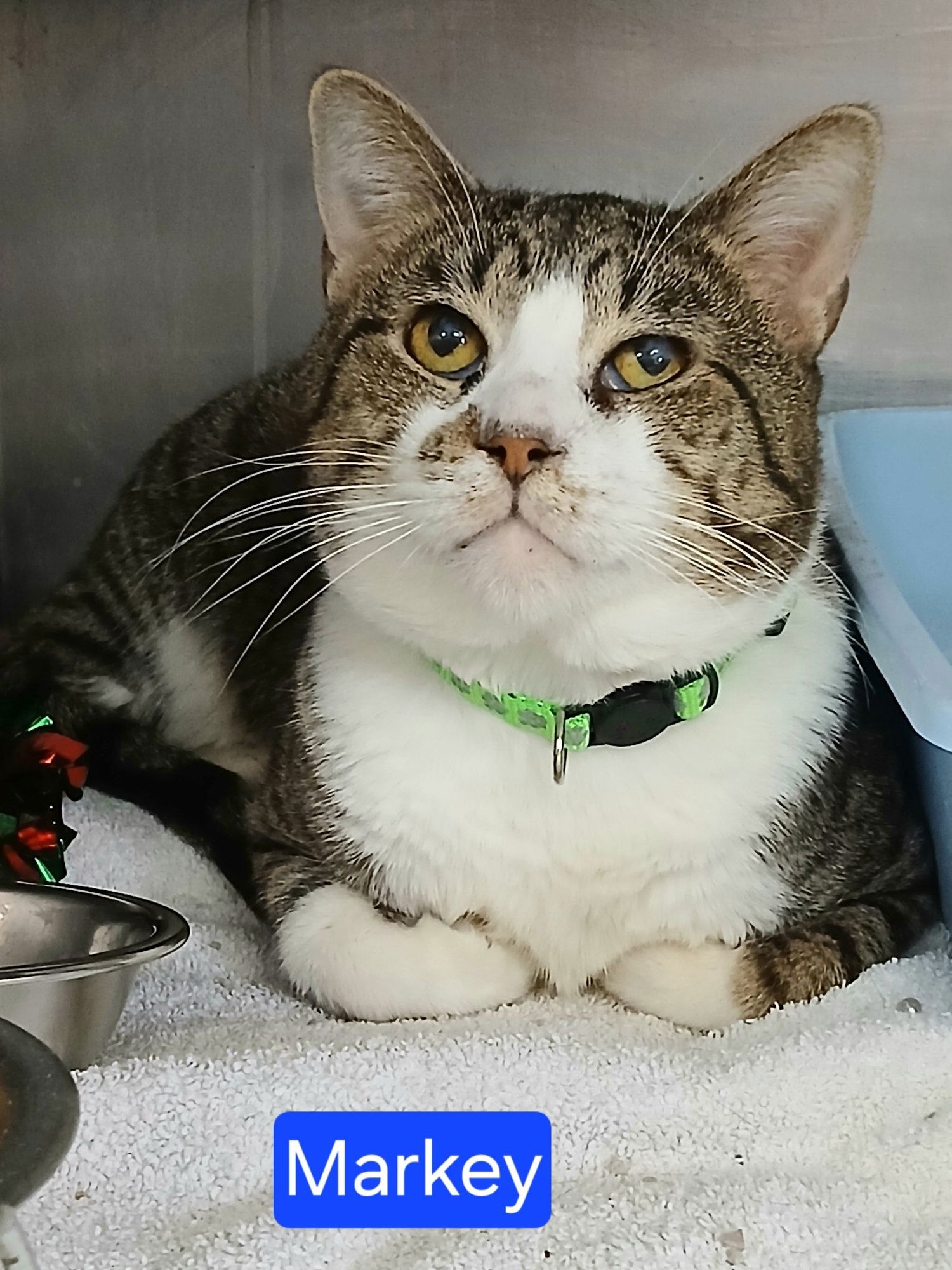 MARKY - Tabby available for adoption