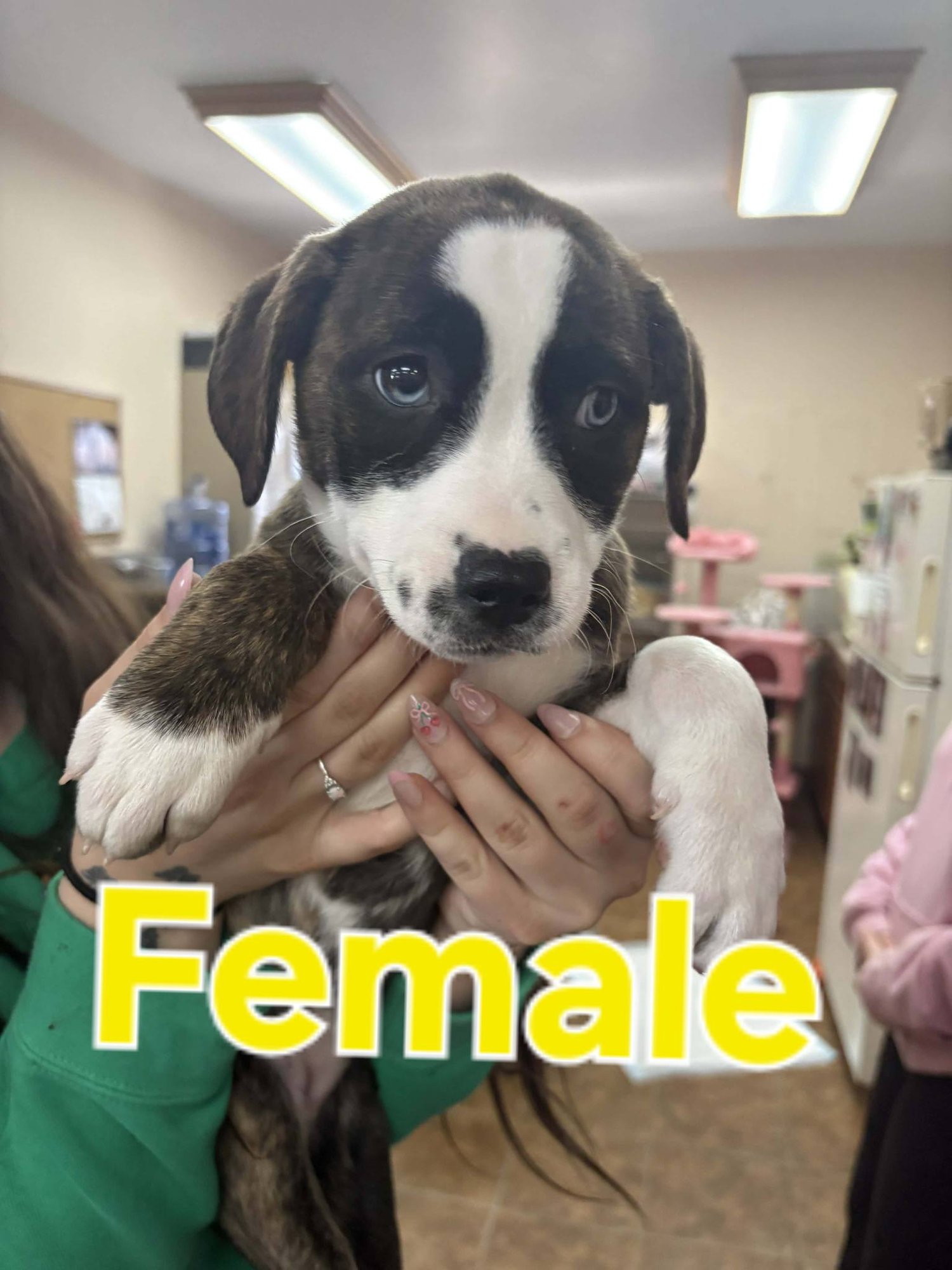 PIT BULL MIX PUPS - Pit Bull Terrier available for adoption