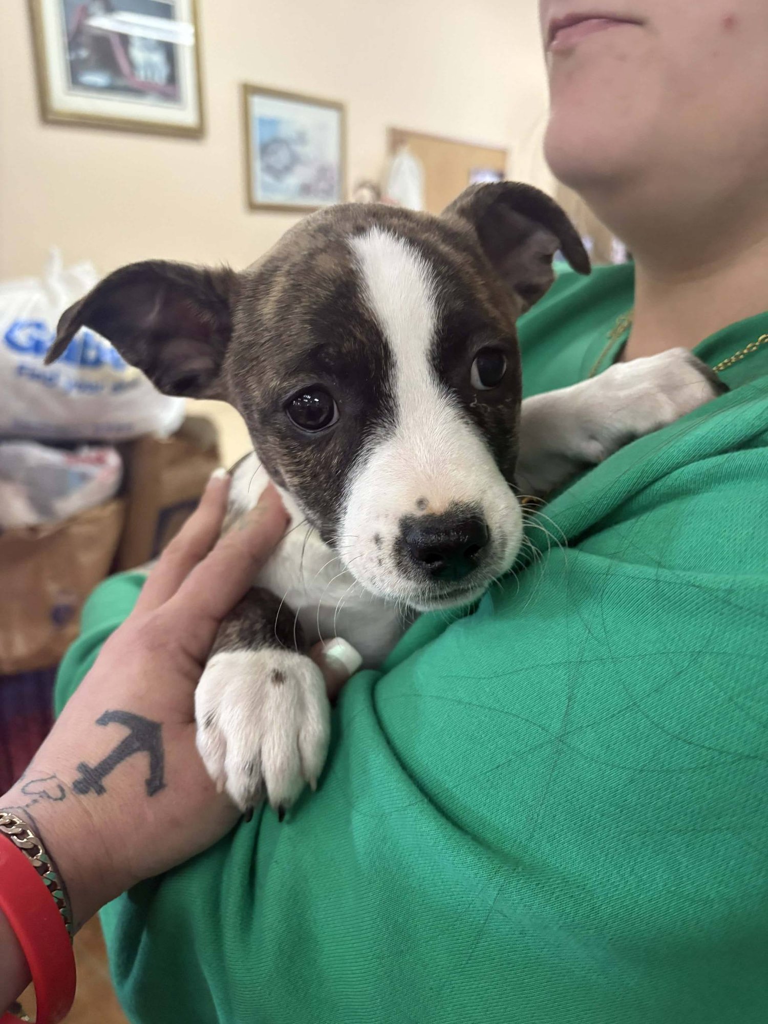 PIT BULL MIX PUPS - Pit Bull Terrier available for adoption