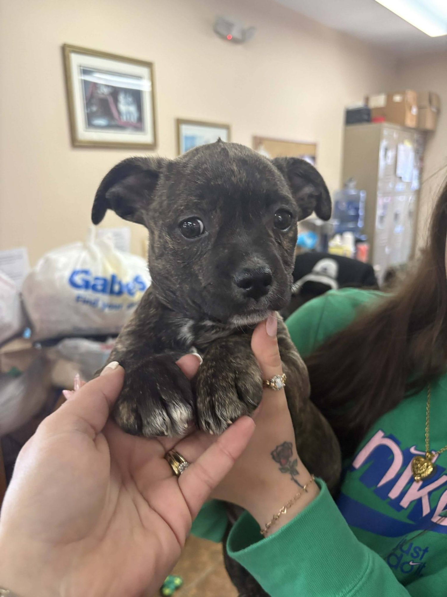 Pit Bull Mix Pups - Photo 3