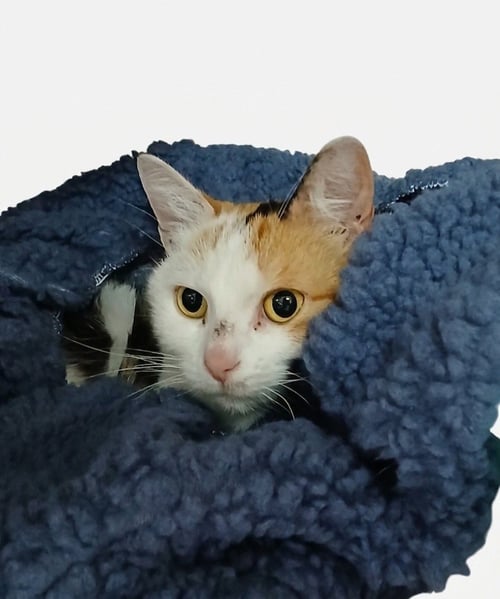 ASTRA - Calico available for adoption