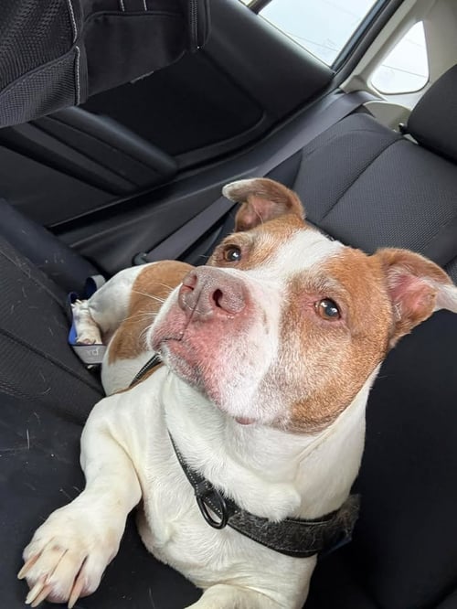 JASPER - Basset Hound / Pit Bull Terrier available for adoption