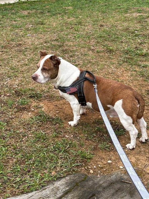 JASPER - Basset Hound / Pit Bull Terrier available for adoption