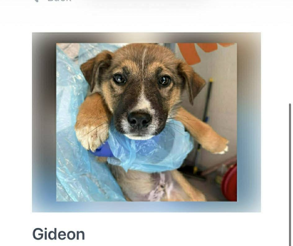 GIDEON - Hound / Shepherd available for adoption