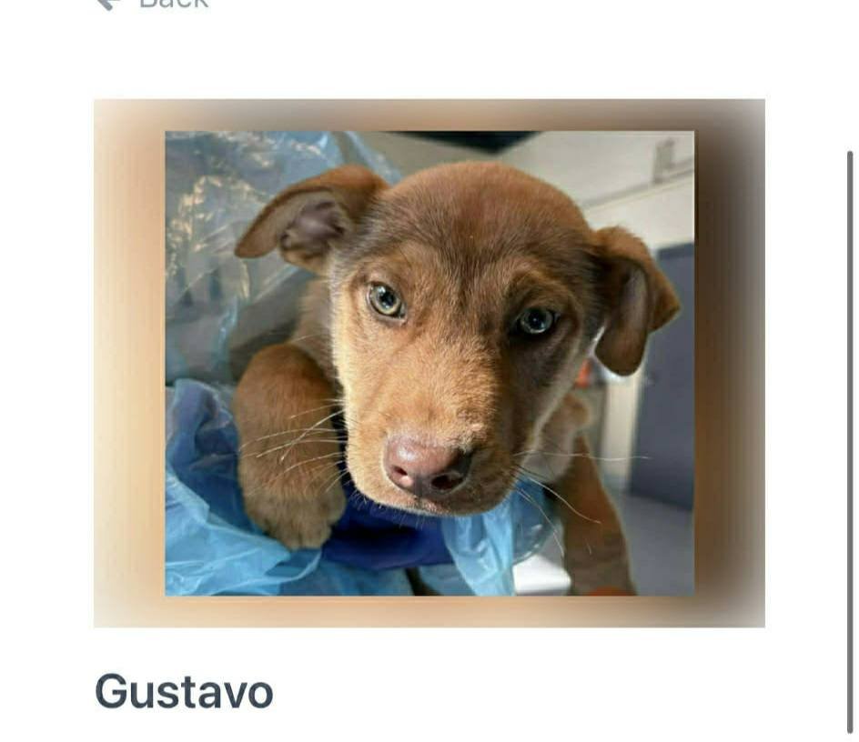 GIDEON - Hound / Shepherd available for adoption