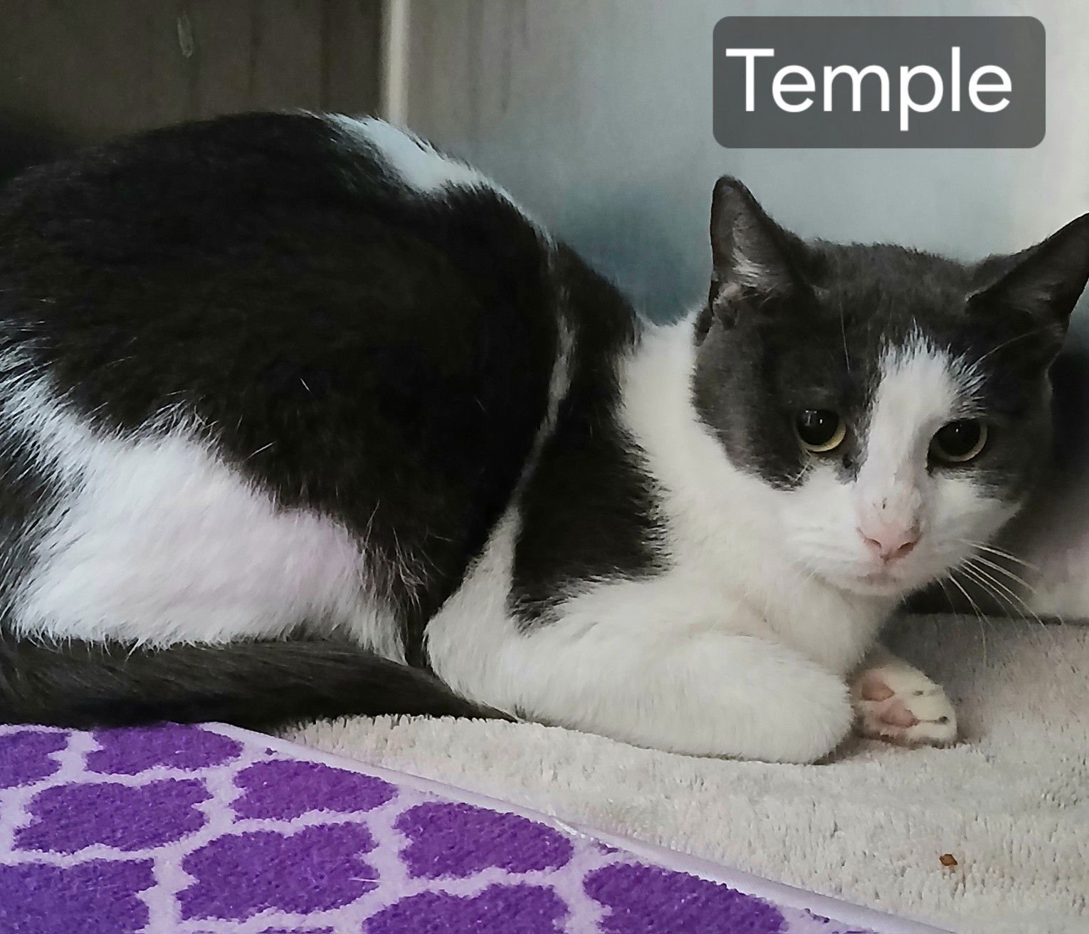 TEMPLE - Tuxedo available for adoption