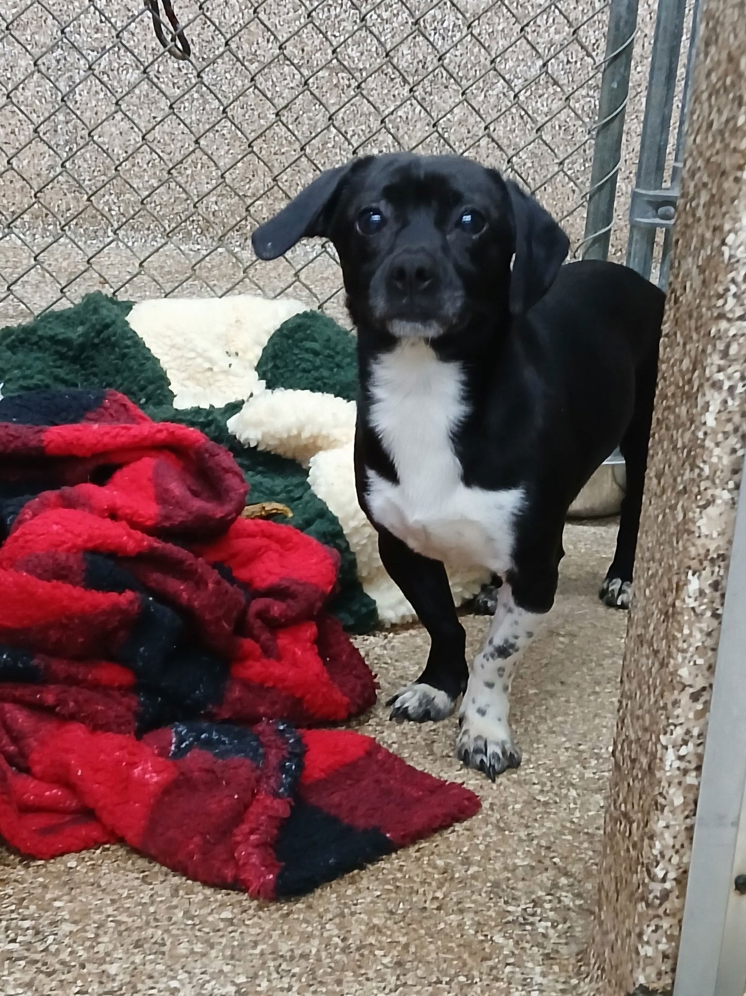 LOBO - Chihuahua / Dachshund available for adoption