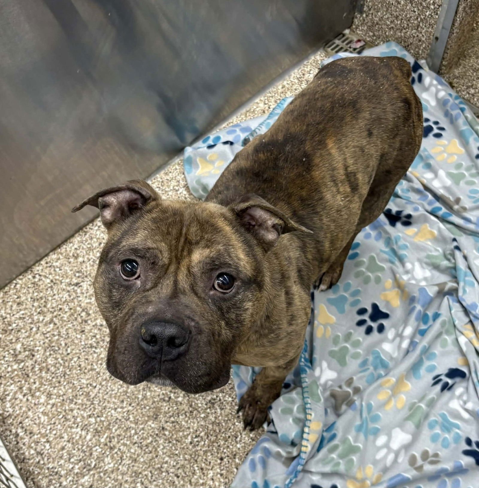 CHESTER - Pit Bull Terrier available for adoption