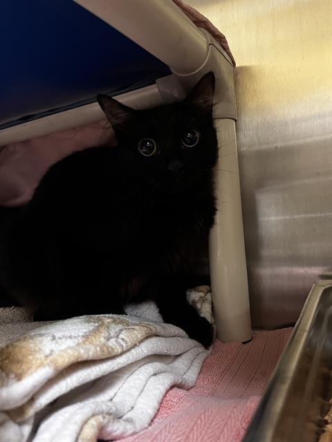 STAR - Domestic Medium Hair available for adoption