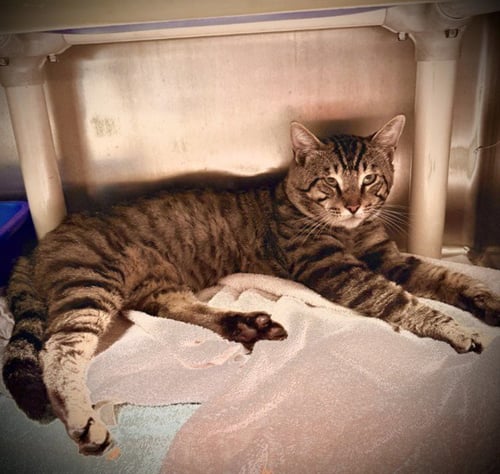 SALEM - Domestic Short Hair available for adoption