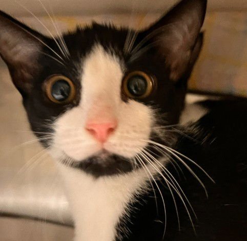 JESTER - Domestic Short Hair available for adoption