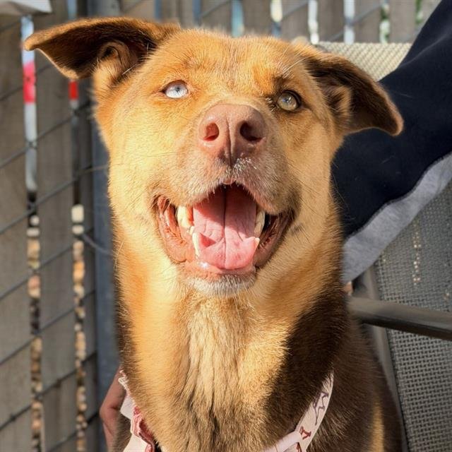 APPLE CIDER - German Shepherd Dog / Husky available for adoption