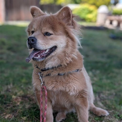 HUNCHO - Chow Chow / French Bulldog available for adoption