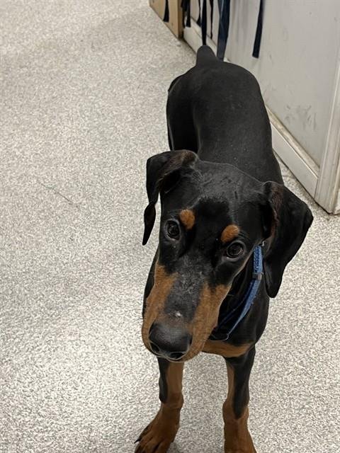BENNY - Doberman Pinscher for adoption in Oakland