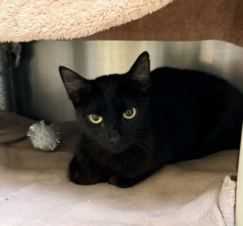 BETTY - Domestic Short Hair available for adoption