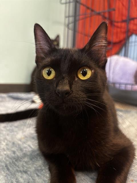 BETTY - Domestic Short Hair available for adoption