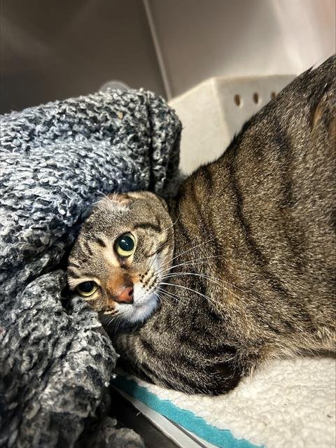 ZURI - Domestic Short Hair available for adoption