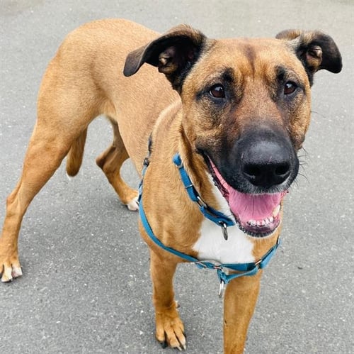 MOIRA - Black Mouth Cur available for adoption