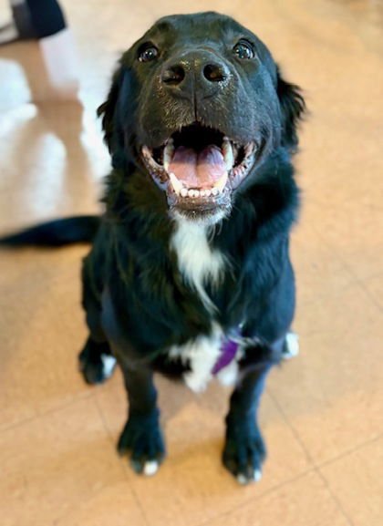 ZIGGY - Labrador Retriever available for adoption