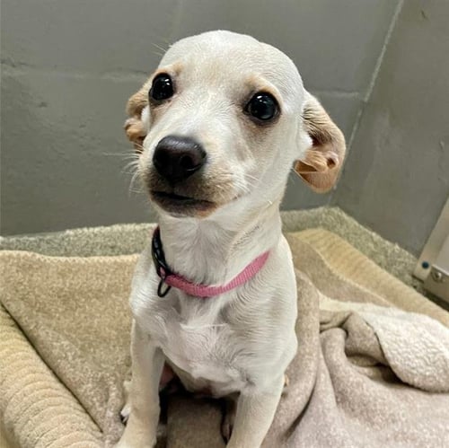PRINCESS - Chihuahua for adoption in Oakland