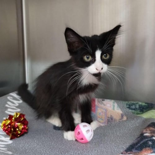 YIN - Domestic Medium Hair available for adoption