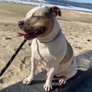 SHELLSEA - Staffordshire Bull Terrier / Australian Cattle Dog/Blue Heeler for adoption in San Francisco