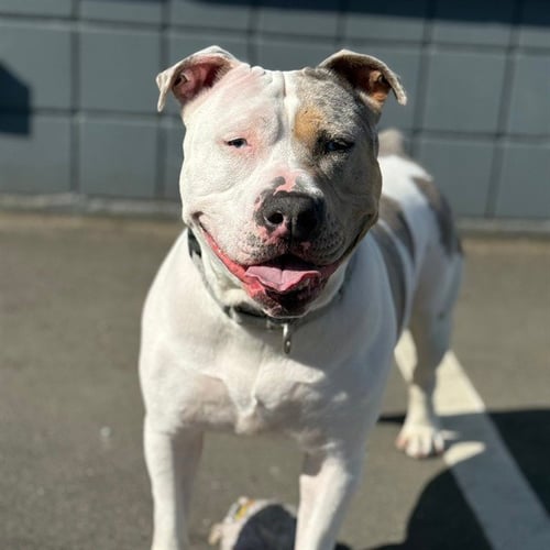 SHELLSEA - Staffordshire Bull Terrier / Australian Cattle Dog/Blue Heeler available for adoption