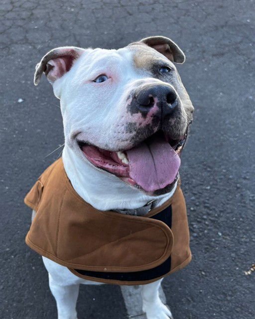 SHELLSEA - Staffordshire Bull Terrier / Australian Cattle Dog/Blue Heeler available for adoption