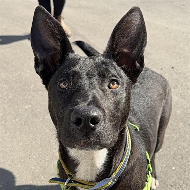 MERCURY - Pit Bull Terrier available for adoption