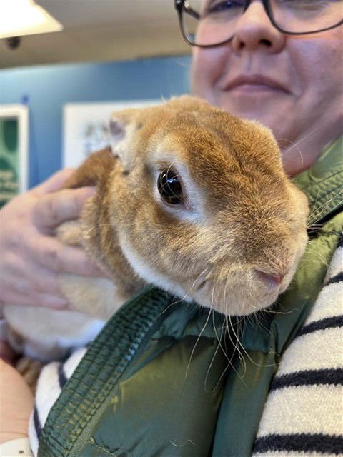 PRINCE - Shorthaired Rabbit available for adoption