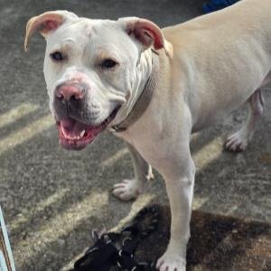 GISELLE - Pit Bull Terrier for adoption in San Francisco
