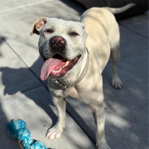 GISELLE - Pit Bull Terrier available for adoption