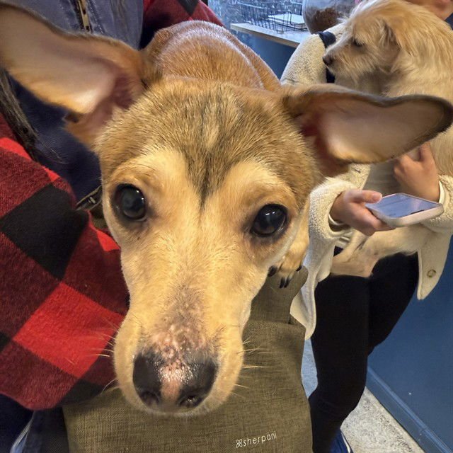 BILLY BOB - Chihuahua available for adoption