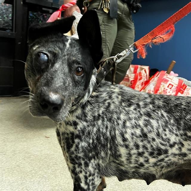 VIXEN - Australian Cattle Dog/Blue Heeler available for adoption