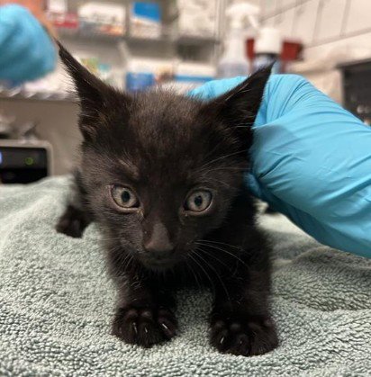 FRANK - Domestic Short Hair available for adoption