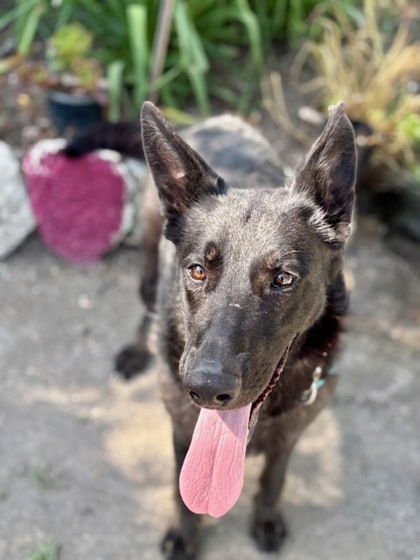 SUSAN - German Shepherd Dog available for adoption