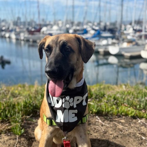 MILO - Black Mouth Cur available for adoption