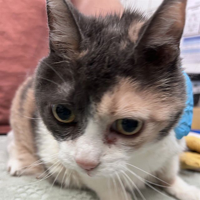 SWEET PEA - Domestic Short Hair available for adoption